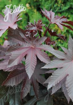 Ricinus communis New Zealand Purple