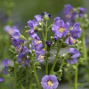 Polemonium boreale Heavenly Habit