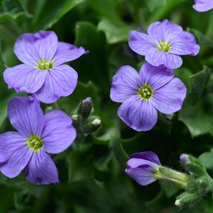 Aubrieta Audrey™ Blue Sky