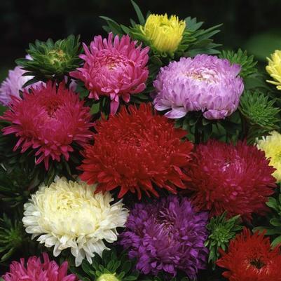 Aster Ball Florist Mix