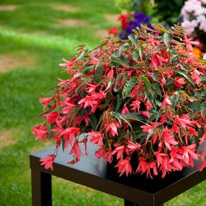 Begonia Bossa Nova® Pink Glow