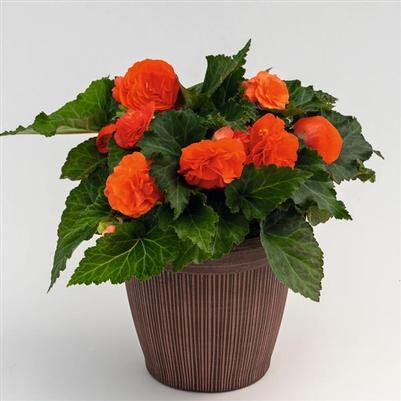 Begonia Nonstop® Salmon