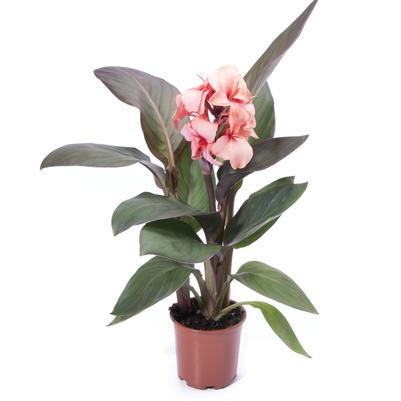 Canna Cannova® Bronze Peach