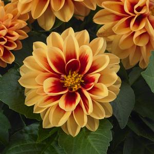 Dahlia Dahlietta® Candy