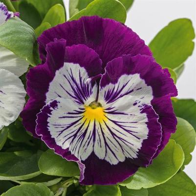 Pansy Cat's Plus Purple White