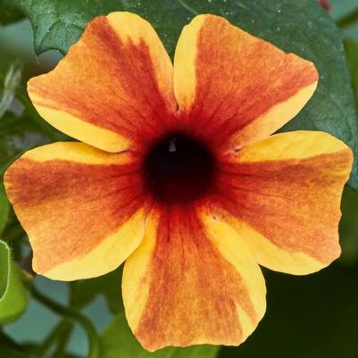 Thunbergia Susy Amber Stripes