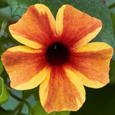 Thunbergia Sunny™ Susy Amber Stripes