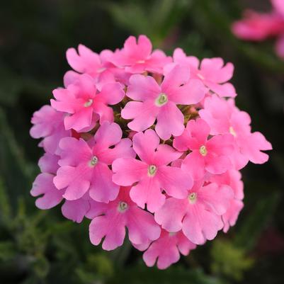 Verbena Pink