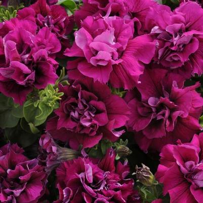 Petunia Double Madness™ Burgundy