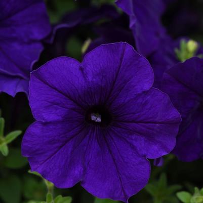 Petunia E3 Easy Wave Blue