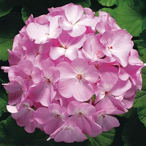 Geranium - Seed Ringo 2000™ Lavender