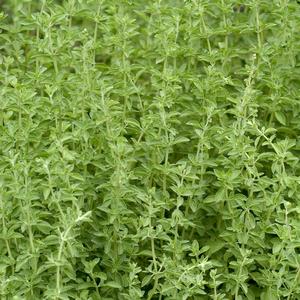 Marjoram Sweet