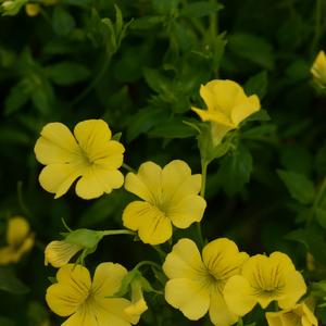 Mecardonia Little Sunshine