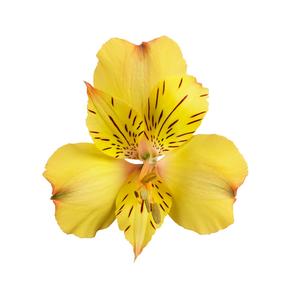 Alstroemeria Colorita® Ariane