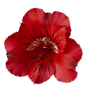 Alstroemeria Colorita® Kate®