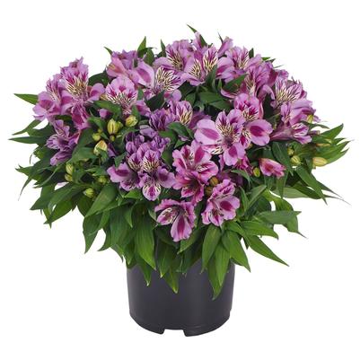 Alstroemeria Colorita® Mulan®