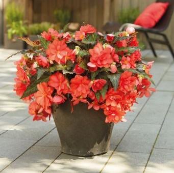 Begonia I'conia Miss Malibu