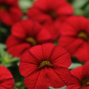 Calibrachoa Cabaret® Bright Red