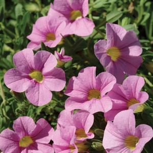 Calibrachoa Cabaret® Light Pink