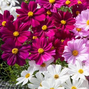 Cosmos Apollo™ Mix