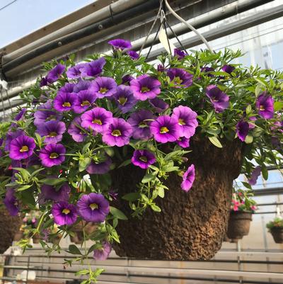 Hanging Basket: Calibrachoa 