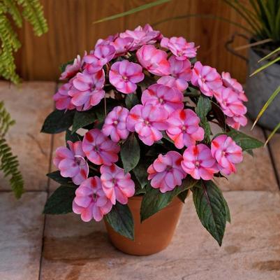 Hanging Basket: Sunpatiens 