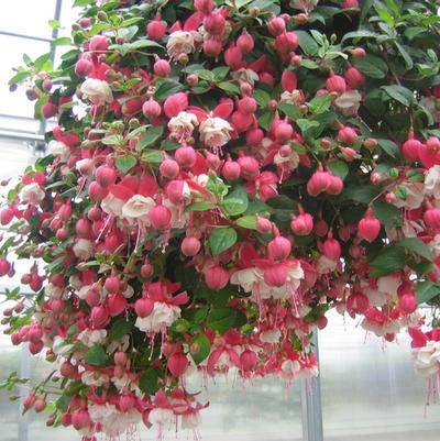 Hanging Basket: Fuchsia 