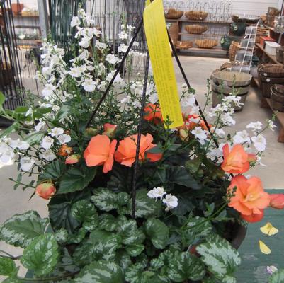 Hanging Basket: Solenia Begonia 