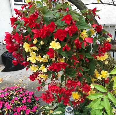 Hanging Basket: Illumination Begonia & Bossa Nova Begonia 