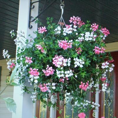 Hanging Basket: Geranium 