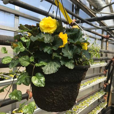 Hanging Basket: Shade Begonias 