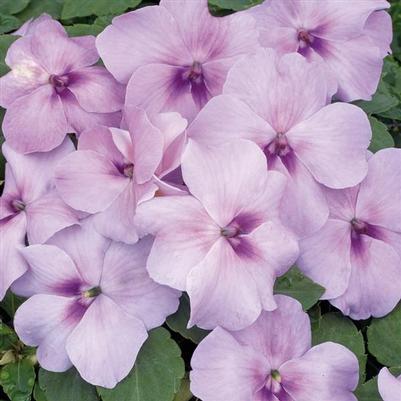 Impatiens Xtreme™ Lavender