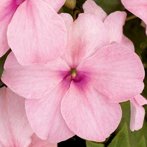 Impatiens Xtreme™ Pink