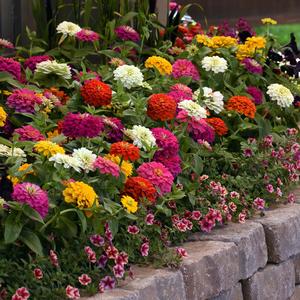 Zinnia Zesty™ Mix