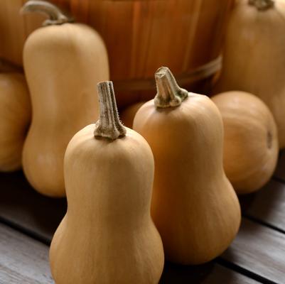 Squash Butternut