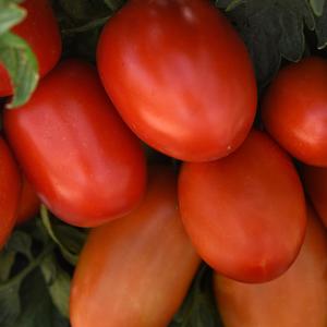 Tomato Bellatrix Roma