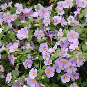 Bacopa Calypso™ Jumbo Deep Lavender