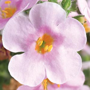 Bacopa Calypso™ Jumbo Pink