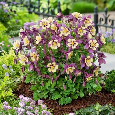 Aquilegia x hybrida Earlybird™ Purple & Yellow