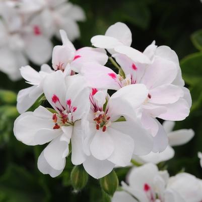 Geranium (Ivy) Precision™ White Red Eye