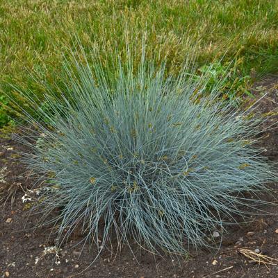 Festuca glauca Blue Whiskers