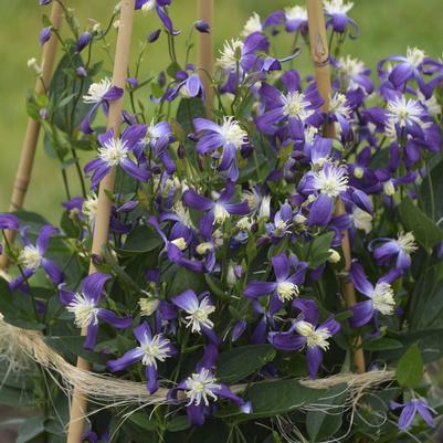 Clematis integrifolia x recta Violet Stardust