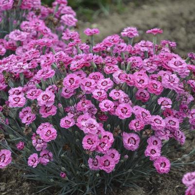 Dianthus Pretty Poppers® Cute as a Button