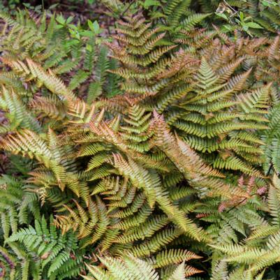 Dryopteris erythrosora Brilliance