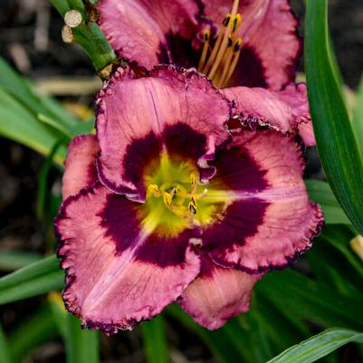 Hemerocallis Be Fruitful and Multiply