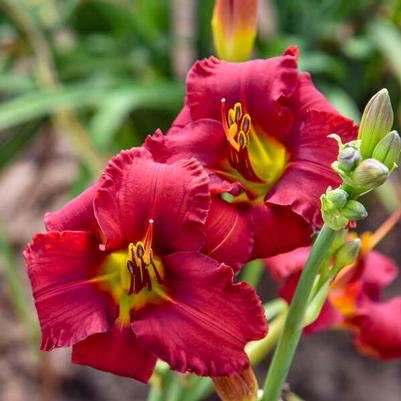 Hemerocallis Blazing Returns