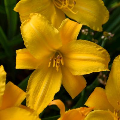 Hemerocallis Buttered Popcorn