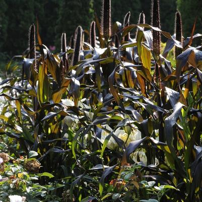 Ornamental Millet Jester