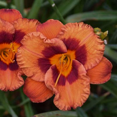 Hemerocallis Mighty Chestnut