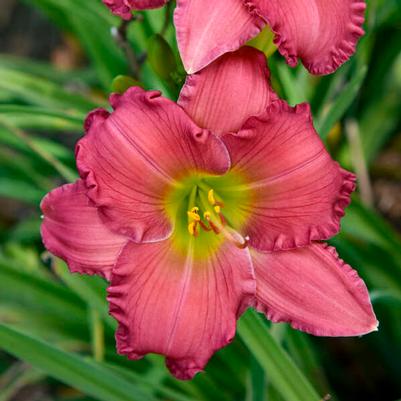 Hemerocallis Passionate Returns